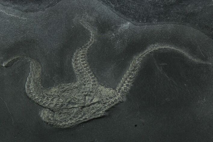 Pyritized Sea Star (Bundenbachia) Fossil - Bundenbach, Germany #231559